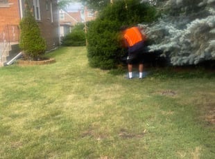 Cindy W.'s Bush Trimming service result