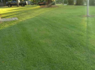 Cassandra D.'s lawn maintenance service result