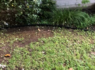 Angela O.'s Bush Trimming service result