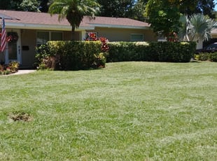 Phillip J.'s Bush Trimming service result