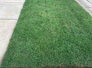 Kevin T.'s grass cutting service result
