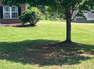 Youssef C.'s grass cutting service result