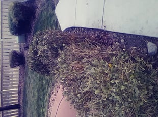 Nikki C.'s Bush Trimming service result