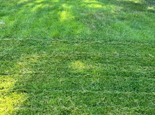 Matt H.'s lawn maintenance service result