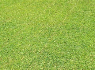 Natasha W.'s grass cutting service result