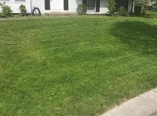 Daniel D.'s turf maintenance service result