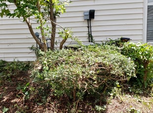 Brian V.'s Bush Trimming service result