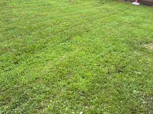 Joey M.'s turf maintenance service result