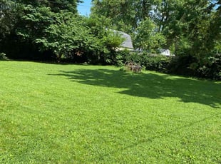 Rynette K.'s turf maintenance service result