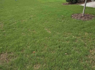 Jonell G.'s turf care service result