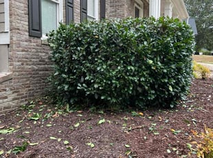 Tony O.'s Bush Trimming service result