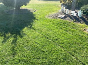 Amar A.'s grass maintenance service result