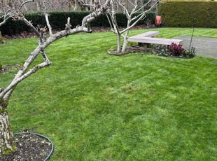 Elizabeth S.'s lawn service service result