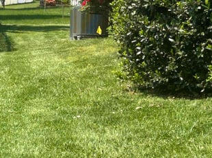 Ed L.'s grass cutting service result