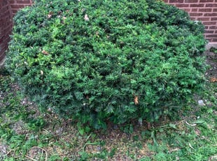 Lance M.'s Bush Trimming service result