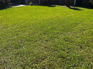 Catherine M.'s turf care service result