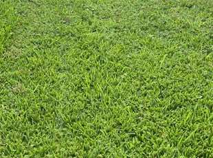 Andrea N.'s lawn service service result