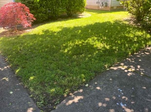 Tim M.'s turf care service result