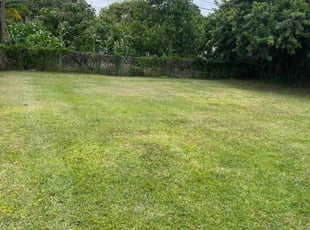 Frank K.'s lawn care service result