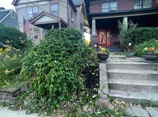 Matthew M.'s Bush Trimming service result