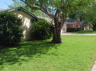 Claudia H.'s turf care service result