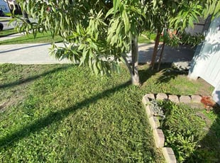 Lynda W.'s grass maintenance service result