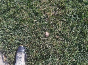 John C.'s lawn care services service result