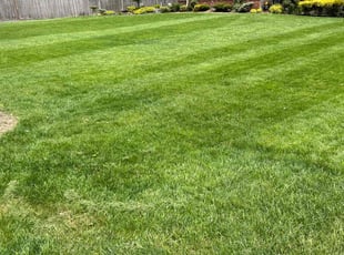 Diane M.'s lawn care services service result