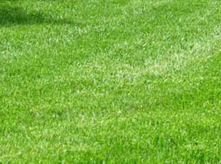 Amanda D.'s landscaping services service result