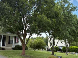 Chris S.'s grass maintenance service result