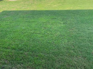 Muriel B.'s grass maintenance service result