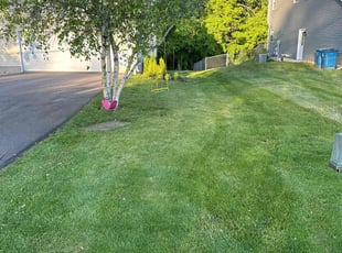 Ann N.'s grass cutting service result