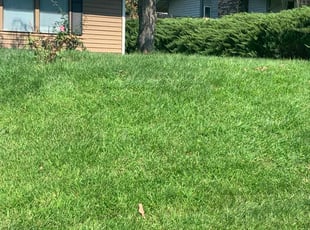 Kim E.'s lawn care service result