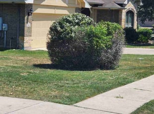 Martha C.'s Bush Trimming service result
