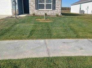 Judy M.'s turf care service result