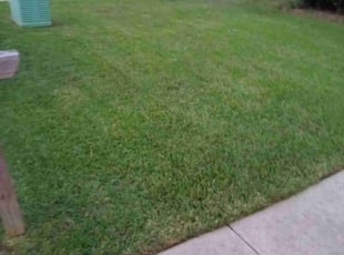 Telisa Y.'s grass maintenance service result