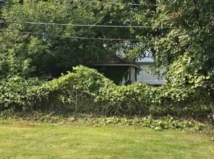 Larry L.'s Bush Trimming service result