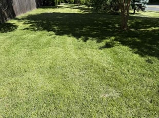 Teri S.'s grass cutting service result