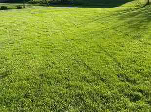 Adelaida V.'s grass cutting service result