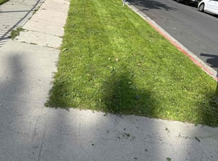 Monique A.'s grass maintenance service result