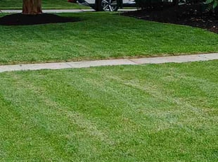 Ron J.'s turf care service result