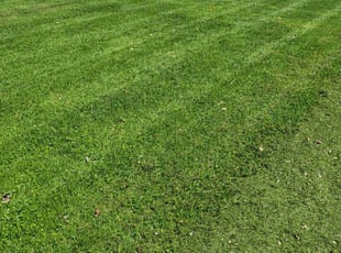 Lindsay D.'s lawn care services service result