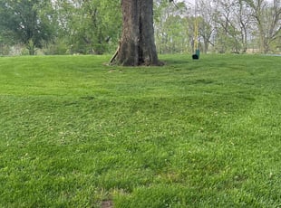 James B.'s grass maintenance service result