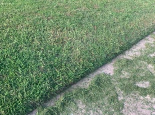 Cheryl S.'s turf maintenance service result