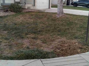 Dan C.'s Leaf Removal service result