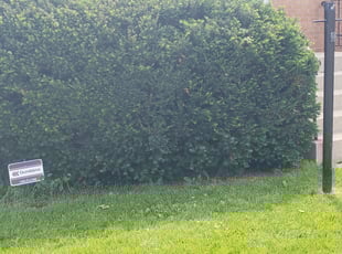 Lorie R.'s Bush Trimming service result