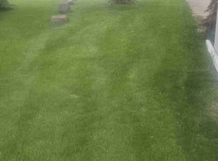 Mark S.'s turf maintenance service result