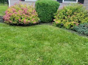 Roseann E.'s turf care service result