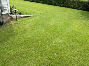 Raychelle P.'s turf care service result