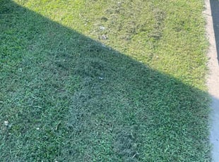 Judy Y.'s lawn care services service result